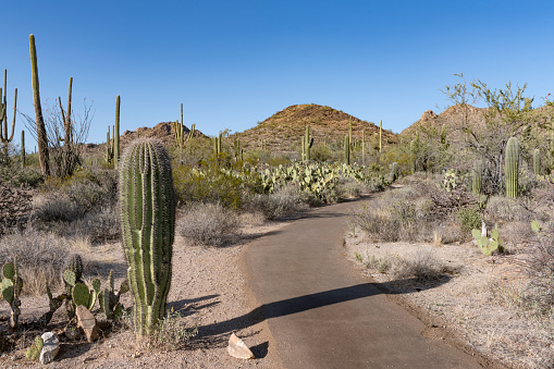 Paved walking trail through the rugged desert terrain in Saguaro National Park Tucson, Arizona.