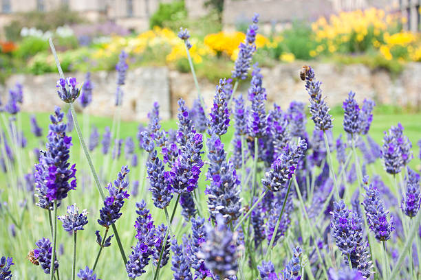 Purple flowering lavendar stock photo