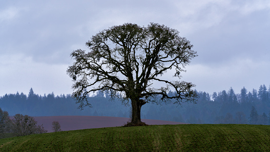 A lone barren tree stands in a farm field
