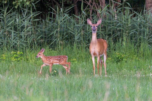 istock white tailed deer mother and baby 1538382952