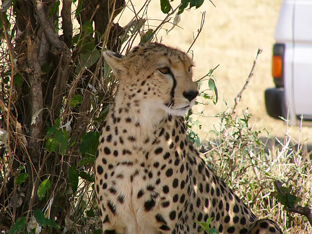 istock cheetah safari in Kenya 153838533