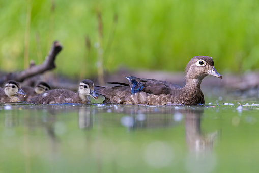 Wood duck mother with babies