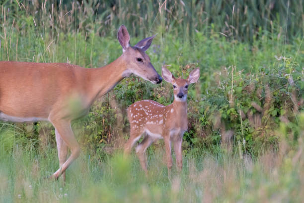 istock white tailed deer mother and baby 1538387535