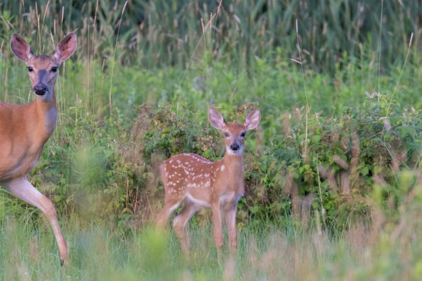 istock white tailed deer mother and baby 1538387536
