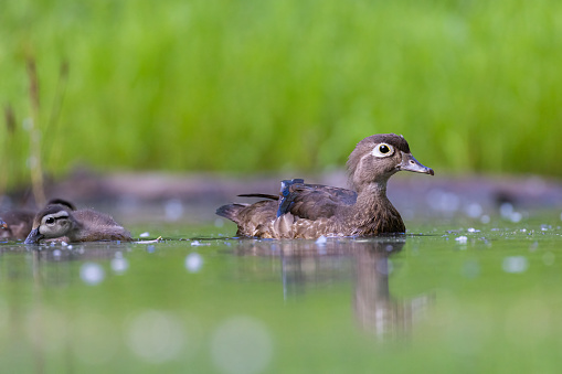A Wood duck female and her little ducklings in the natural environment in the Laurentian Forest of Quebec in Canada.