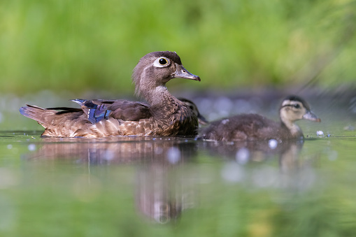 Wood duck mother with babies