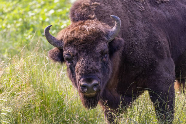 istock European bison in summer 1538402450
