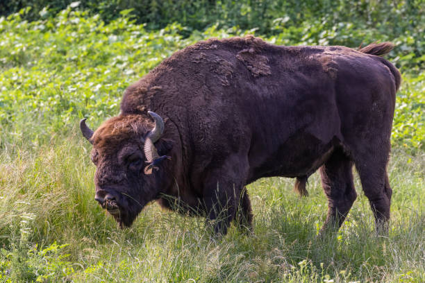 istock European bison in summer 1538402510