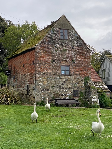 Old mill with swans in England