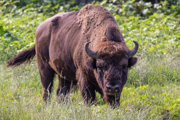 istock European bison in summer 1538402966