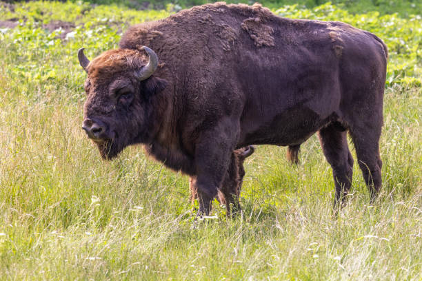 istock European bison in summer 1538403478