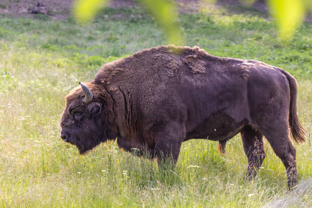 istock European bison in summer 1538403989