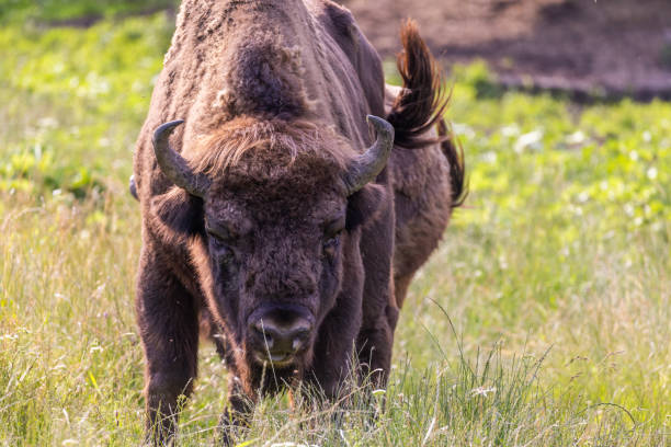 European bison (Bison bonasus) in summer