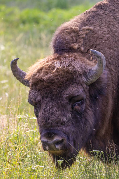 istock European bison in summer 1538405003