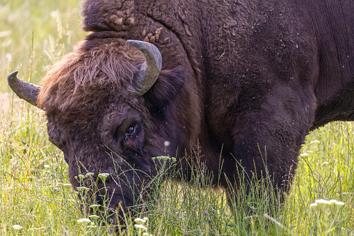 Bison bull on the plains of Yellowstone National Park.\n\nTaken in Yellowstone National Park, Wyoming.