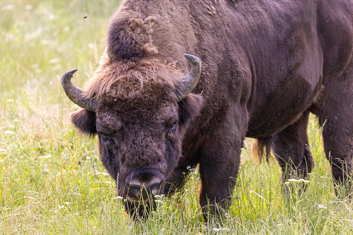 Close-up of male bison grazing in Yellowstone National Park, Wyoming