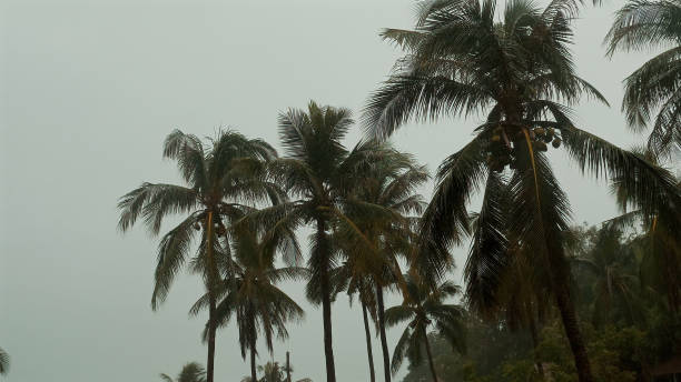 istock Raindrops fall against palm trees in tropical monsoon. 1538408579