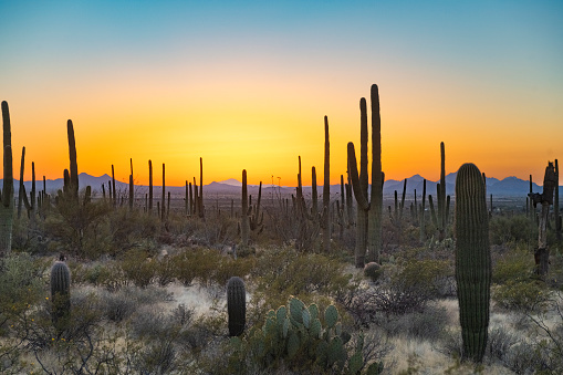 Spectacular sunset illuminates saguaro cacti near Windgate Pass in The McDowell Mountains