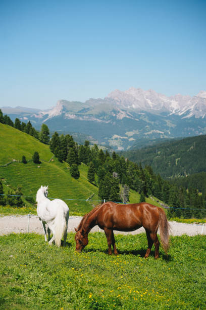 Forest and mountains distant