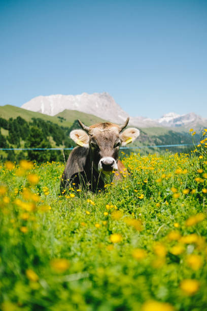 istock Cow relaxes in meadow with wildflowers 1538431359