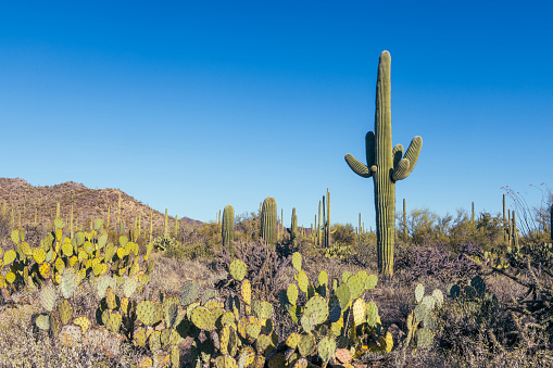 Hillside with giant native Saguaro cacti, in Arizona's Sonoran desert. Deep blue desert sky with clouds is overhead.