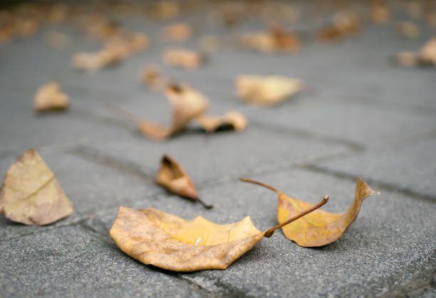 istock Dry leaves on the surface, shallow focus for natural background 1538472299