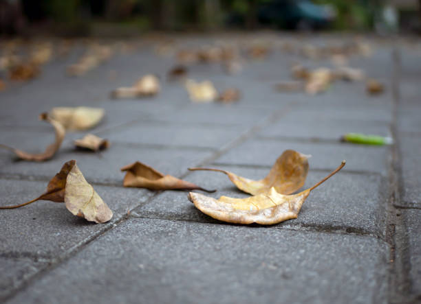 istock Dry leaves on the surface, shallow focus for natural background 1538475375