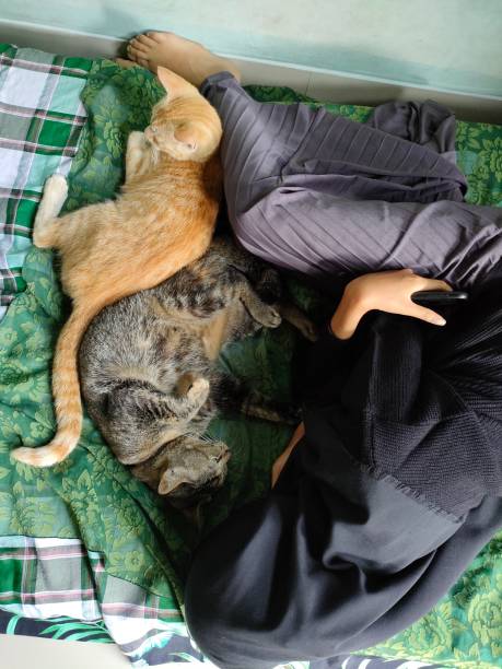 istock cats sleep together - human body part 1538478981