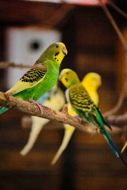 istock Yellow and green parrots 1538480026