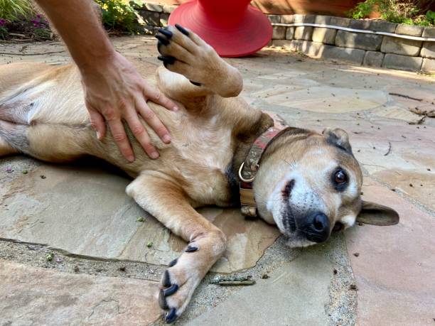 istock Happy dog getting a belly rub 1538492080