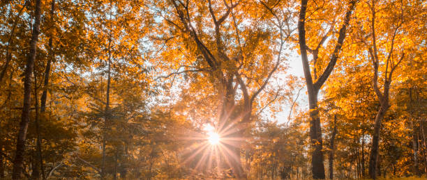 istock sun rays and forest autumn season panorama 1538513006