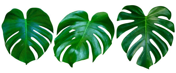 istock Green leaves pattern,collection leaf monstera isolated on white background 1538519786