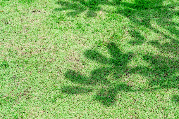 tree shadow on green grass floor in the park