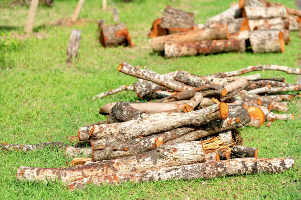 pile of firewood in forest