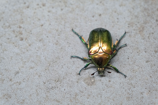 An imago of a drone beetle that shines in gold