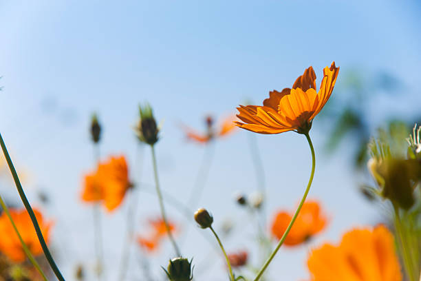 istock Flower field  in a beautiful day 153855012