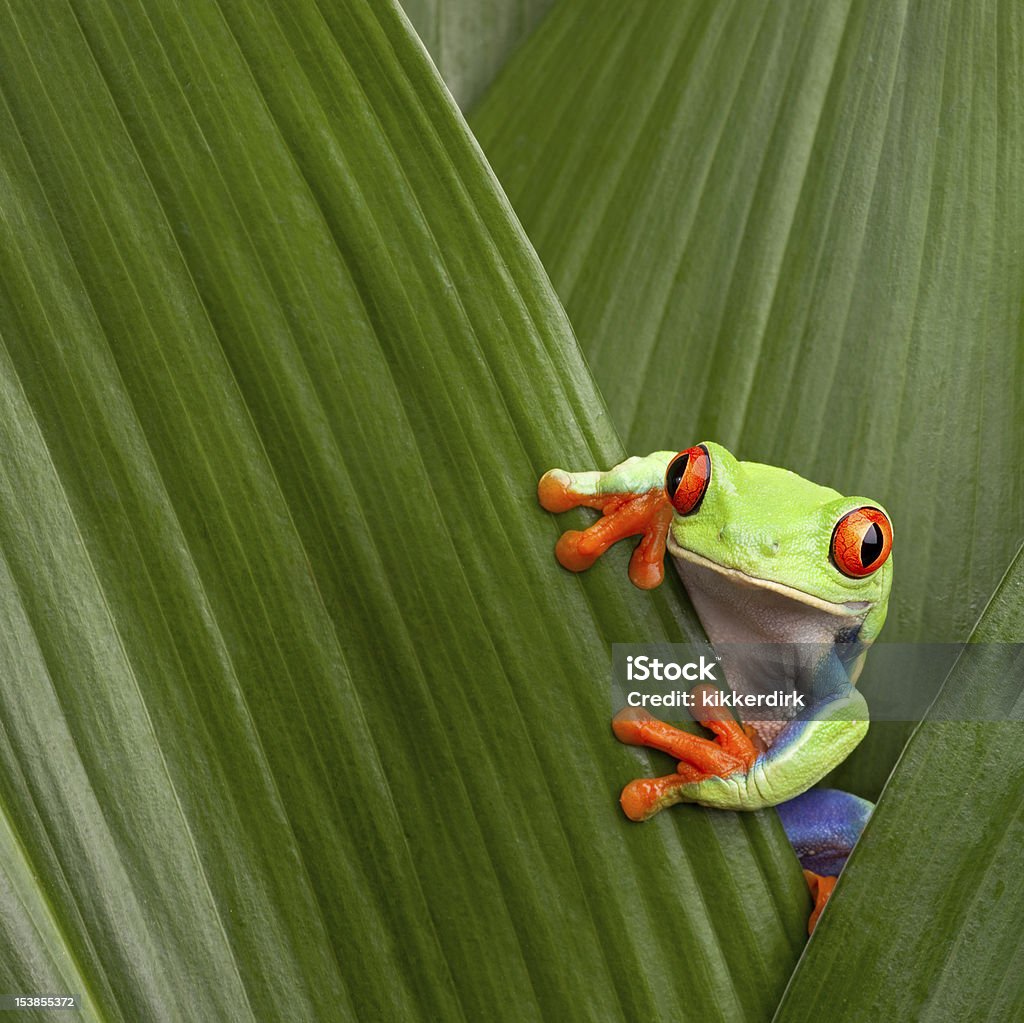 red eyed tree frog curious red eyed tree frog hiding in green background leafs Agalychnis callydrias exotic amphibian macro treefrog  Costa Rica rain forest animal copyspace Frog Stock Photo