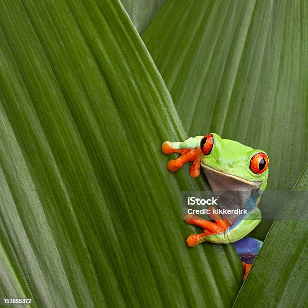 Red Eyed Tree Frog Stock Photo - Download Image Now - Frog, Costa Rica, Animal Wildlife