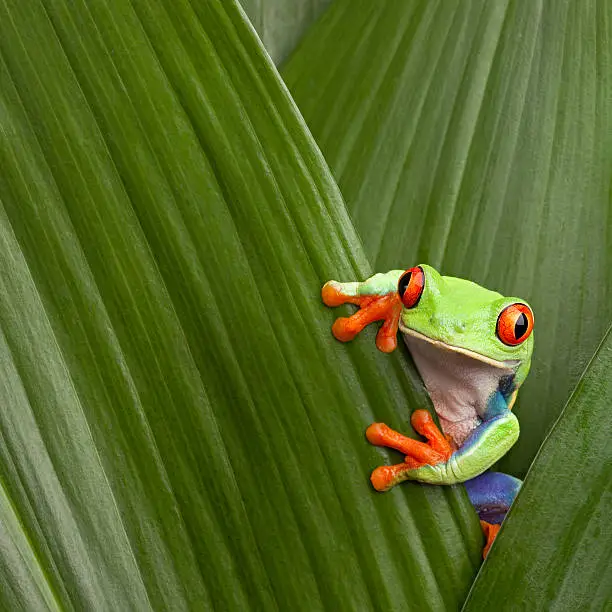 Photo of red eyed tree frog