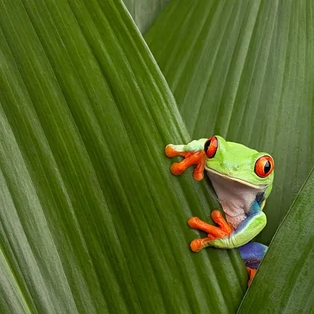 curious red eyed tree frog hiding in green background leafs Agalychnis callydrias exotic amphibian macro treefrog  Costa Rica rain forest animal copyspace