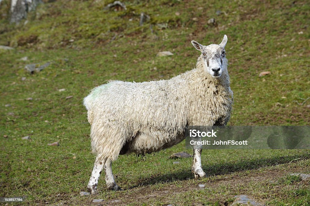 Scottish Cena rural com ovelhas em pé em um campo - Royalty-free Animal Foto de stock