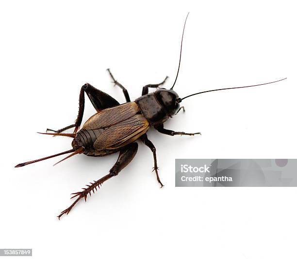 Cricket Stock Photo - Download Image Now - Cricket - Insect, Insect, Cut Out