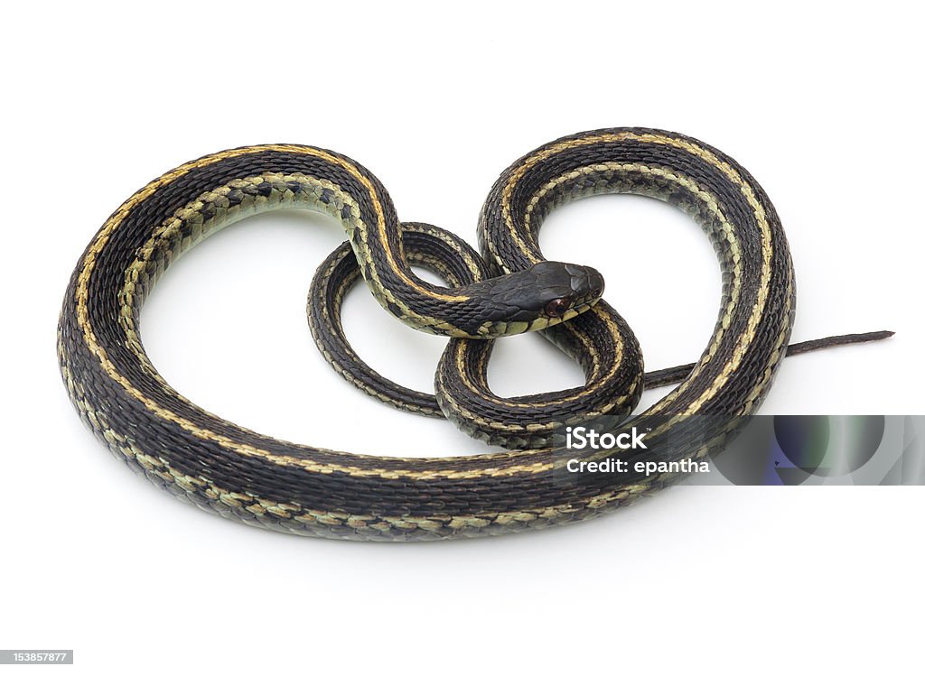 Serpiente de jarretera - Foto de stock de Serpiente de jarretera libre de derechos