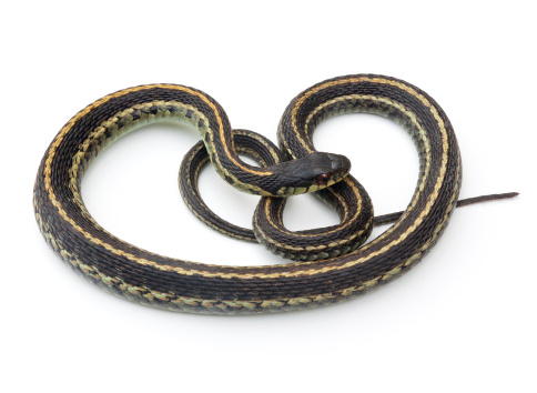Eastern Garter Snake (Thamnophis sirtalis) on a white background