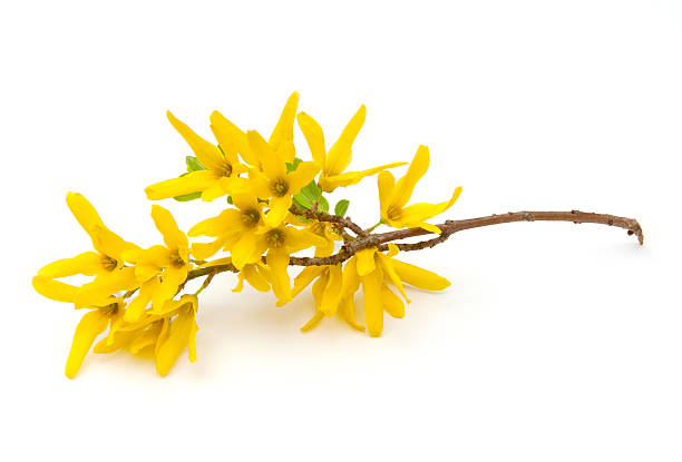 Forsythien – Foto