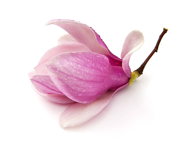 magnólia - plant white magnolia tulip tree imagens e fotografias de stock