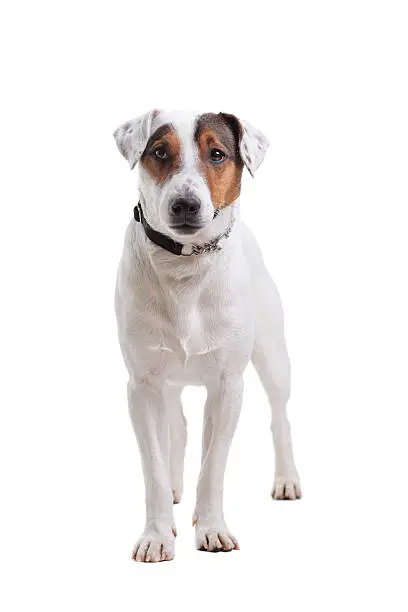 Jack Russel Terrier purebred dog isolated on white background
