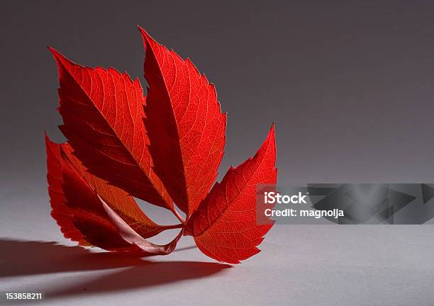 Jesień Red Leaf - zdjęcia stockowe i więcej obrazów Bez ludzi - Bez ludzi, Czarne tło, Czerwony