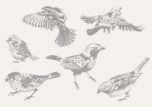 Six Chattering Vector Sparrows. In the style of cut-out paper, each on separate layer.