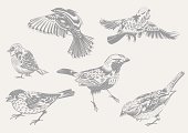 istock Sparrows 153858530